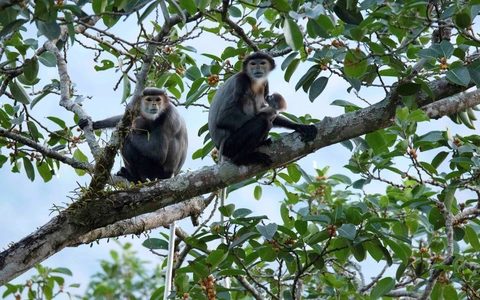 Voọc chà vá / khỉ rừng Bù Gia Mập