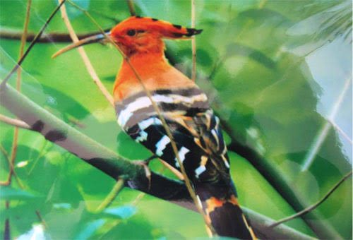 Chim đầu rìu quý hiếm Bù Gia Mập